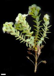 Veronica gibbsii. Sprig. Scale = 10 mm.
 Image: M.J. Bayly & A.V. Kellow © Te Papa CC-BY-NC 3.0 NZ